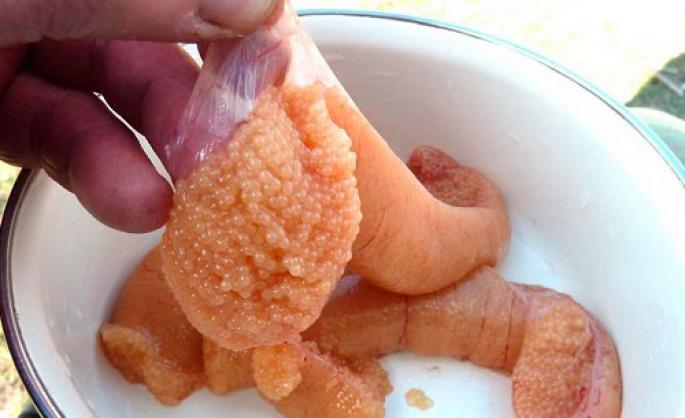 Икра щуки – ценный пищевой продукт