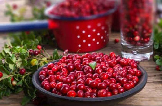 How to prepare lingonberries for the winter to preserve vitamins How to close lingonberries for the winter