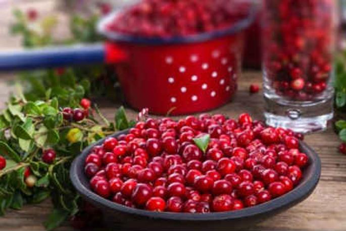 How to prepare lingonberries for the winter to preserve vitamins How to close lingonberries for the winter