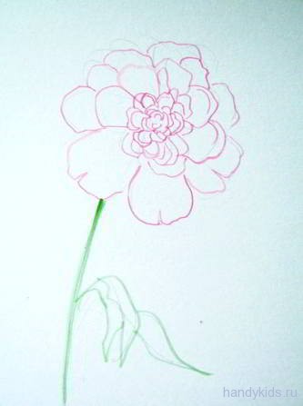 pfingstrose zeichnen blumen zeichnung, zeichne eine pfingstrose. pfingstrosen zeichnen lernen, Design ideen